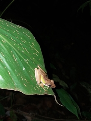 Chalcorana megalonesa