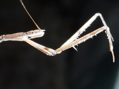 Ischnonyctes barbarus