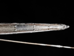 Ischnonyctes barbarus