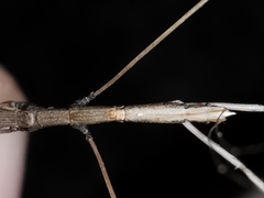 Ischnonyctes barbarus