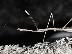 Ischnonyctes barbarus