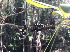 Myrsine cubana