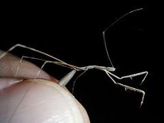 Ischnonyctes barbarus