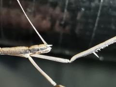 Ischnonyctes barbarus