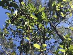 Myrsine cubana