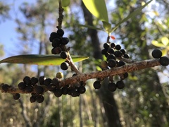 Myrsine cubana