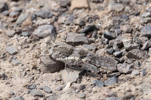 Pallid-winged Grasshopper, White CIty Lagoons (Medford, OR), photo 8 of 10