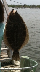 Paralichthys lethostigma