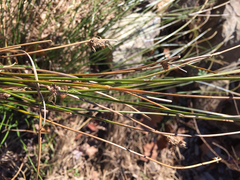 Juncus coriaceus