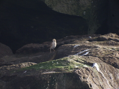 Passerculus sandwichensis rostratus