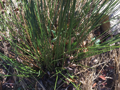 Juncus coriaceus