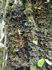 Leptogium olivaceum
