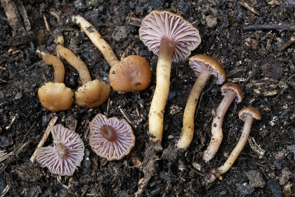 Hygrocybe lilaceolamellata
