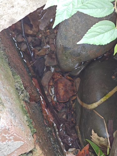Longpotamon acutum