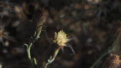 Brickellia frutescens
