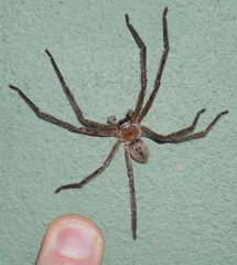 Olios giganteus