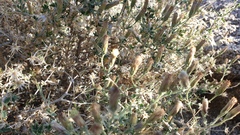 Brickellia frutescens