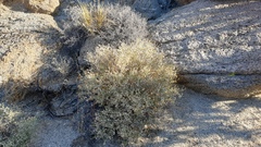 Brickellia frutescens