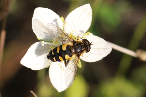 Obscure Marsh Fly