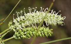 Grevillea pterosperma