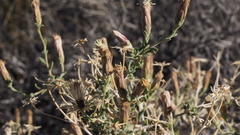 Brickellia frutescens