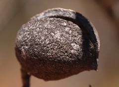 Grevillea pterosperma