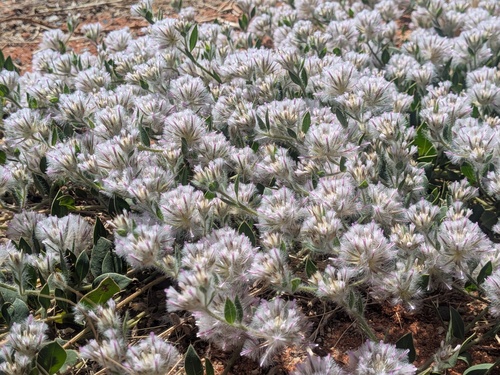 mat mulla mulla (Ptilotus axillaris)