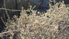 Brickellia frutescens