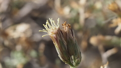 Brickellia frutescens
