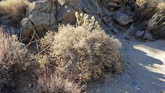 Brickellia frutescens