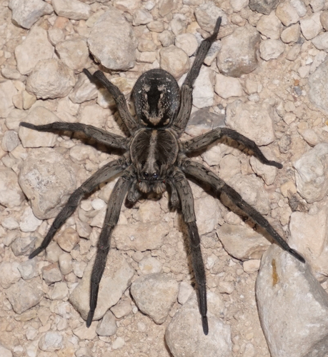 Carolina Wolf Spider