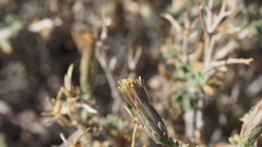 Brickellia frutescens