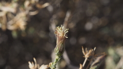 Brickellia frutescens