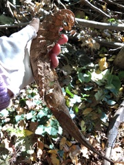 Phyllosticta sphaeropsoidea