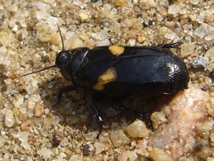 Panesthia plagiata