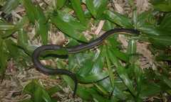 Helicops carinicaudus