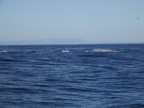 Blue whale