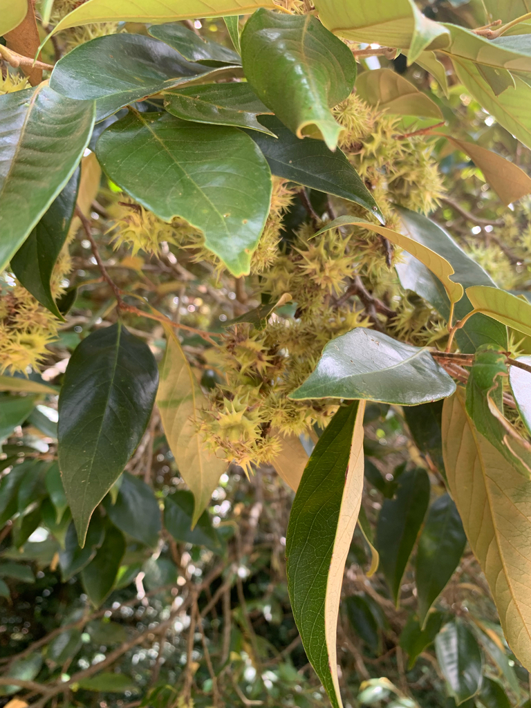 Castanopsis echinocarpa (Castanopsis echinocarpa)