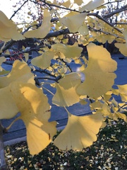 Ginkgoopsida