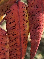 Pseudocercospora rhoina