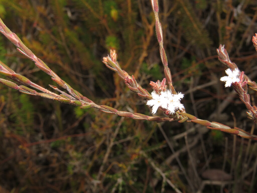 Leucopogon lasiophyllus