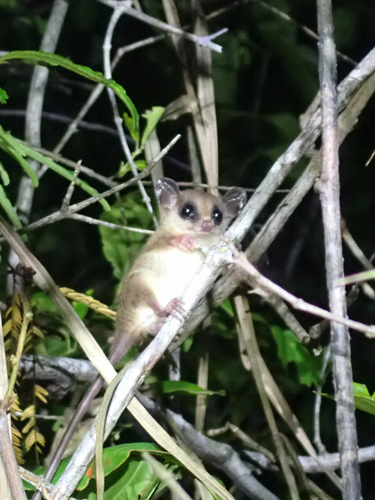 Mexican Mouse Opossum