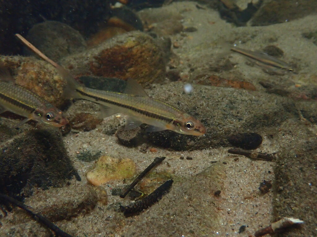 Rosyface chub (Hybopsis rubrifrons) — Cyprinidae