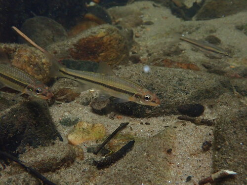Roodkop-kopvoorn (Hybopsis rubrifrons) — Cyprinidae