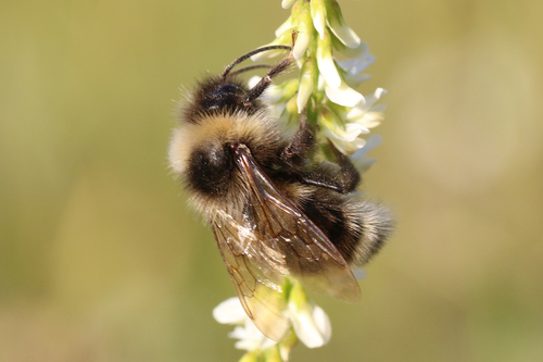 Ashton's Cuckoo Bumble Bee