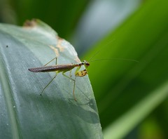 Hapalopezella maculata