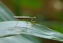 Hapalopezella maculata