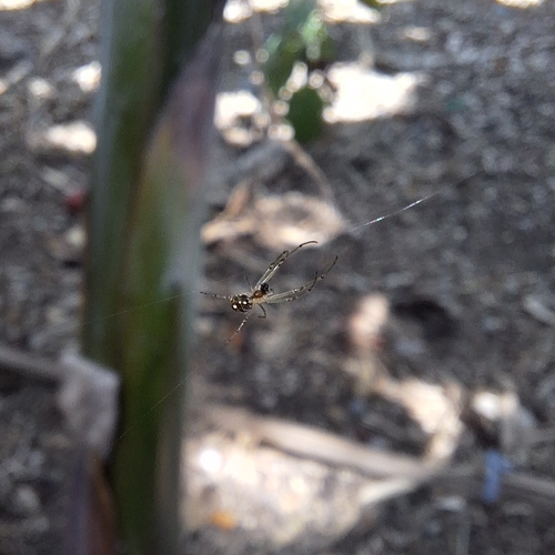Leucauge regnyi