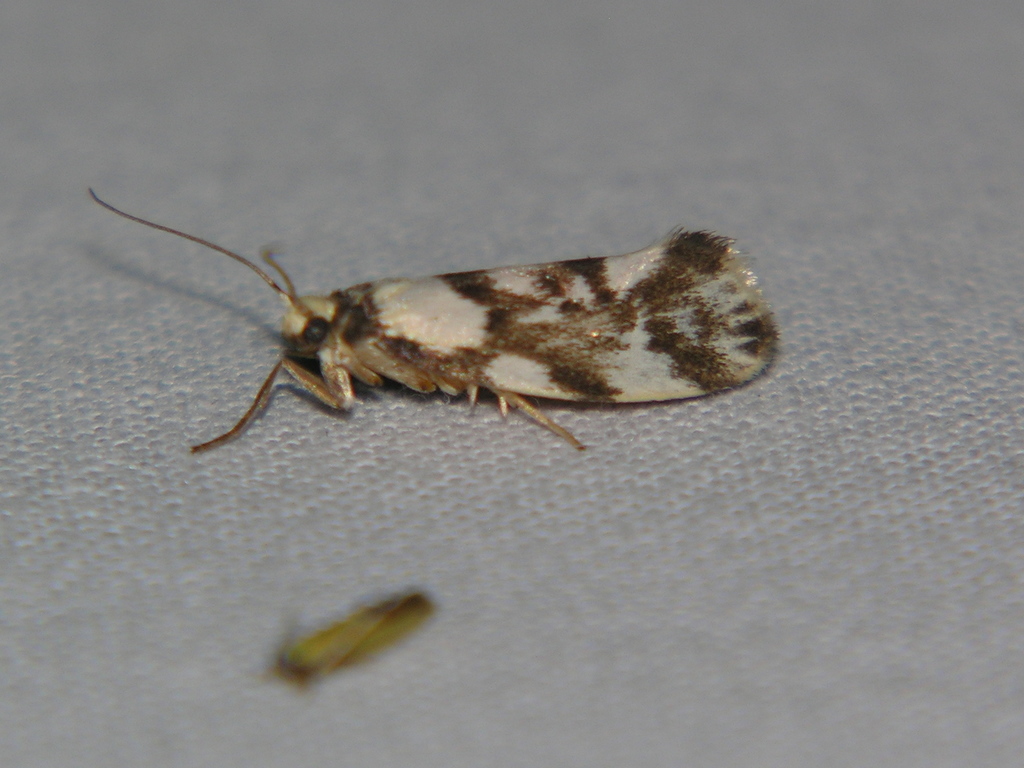 Lactura cristata