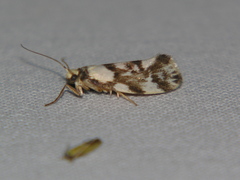 Lactura cristata